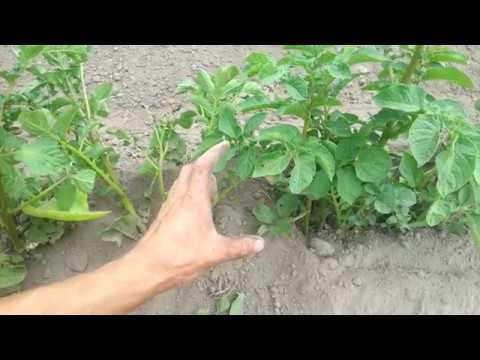 Видео: Окучивание картофеля: что о нём надо обязательно знать?
