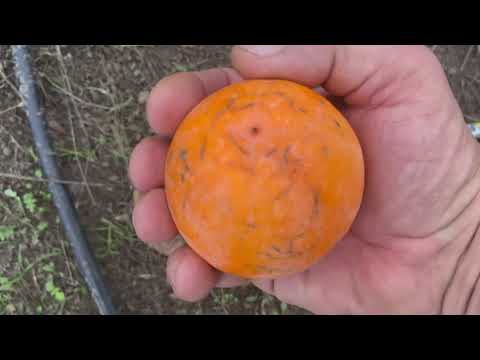 Видео: Хурма осенью, чего не стоит делать! Первый плод Хиакуме.