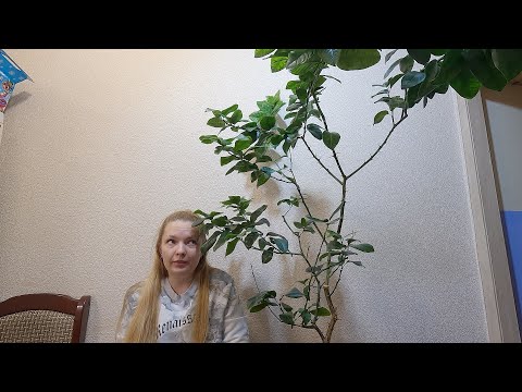 Видео: Лимон Аркобалено итоги реанимации.