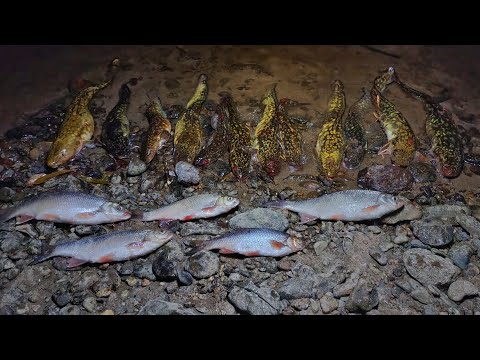 Видео: Рыбалка на налима. Попал на клёв. Река Бира. Осень 2025