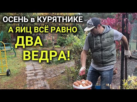 Видео: Осень в нашем КРУГЛОГОДИЧНОМ КУРЯТНИКЕ, а яиц всё равно два ведра!