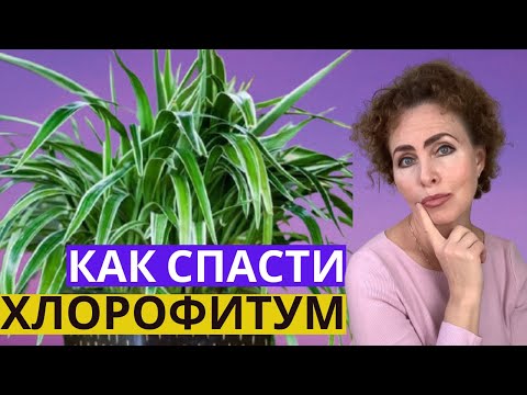 Видео: ХЛОРОФИТУМ желтеют листья.