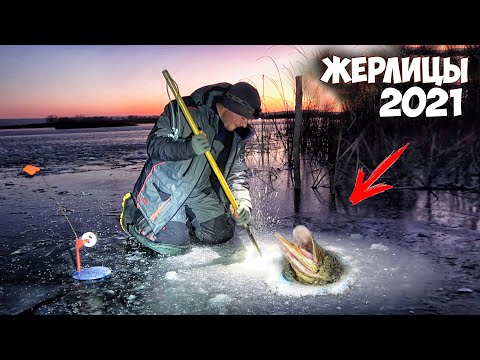 Видео: ОСТАВИЛИ ЖЕРЛИЦЫ в НОЧЬ на БОЛОТЕ!!! РЫБАЛКА на ЖЕРЛИЦЫ 2020 в ЩУЧЬЕМ ЗАЛИВЕ