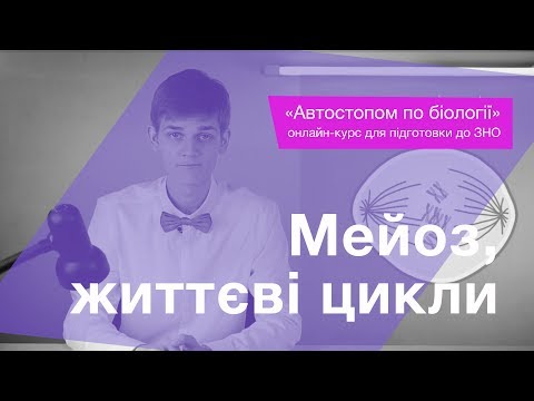 Видео: Мейоз, життєві цикли – Підготовка до ЗНО – Біологія