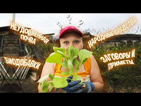 Видео: 🥦 Лучшая подкормка КАПУСТЫ после высадки в грунт 🔝 Эксперимент #1