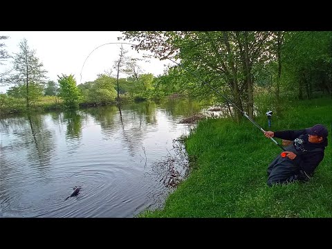 Видео: ЧОРНО-РЯБІ ТОРПЕДИ ВИРИВАЮТЬ УДОЧКУ ІЗ РУК. Рибалка на боковий кивок