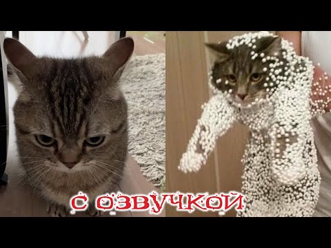 Видео: ПРИКОЛЫ С КОТАМИ! Самая смешная озвучка животных! ТЕСТ НА ПСИХИКУ! РЖАКА ДО СЛЕЗ!