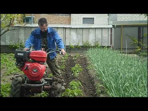 Видео: ВТОРАЯ ОКУЧКА КАРТОХИ В - 2022 г