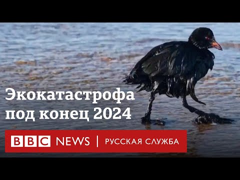 Видео: Экокатастрофа в Черном море: мертвые птицы и пляжи в мазуте – только начало? | Би-би-си объясняет