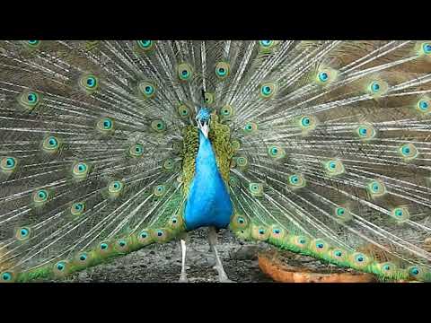 Видео: Мифы о содержании павлинов
