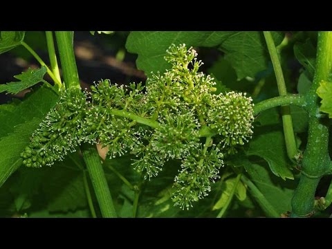Видео: @Применение гиббереллина на винограде, улучшаем урожай