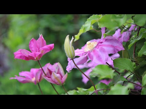 Видео: Цветёт Вино и другие клематисы: мой сад в начале мая