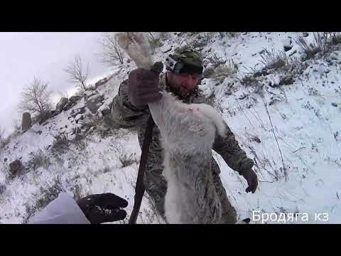 Видео: Охота на зайца. Оператор.