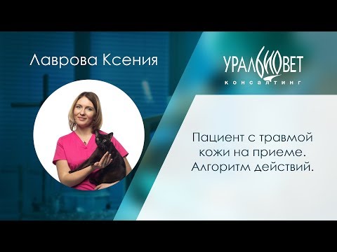 Видео: Пациент с травмой кожи на приеме. Алгоритм действий. Лаврова Ксения #убвк_хирургия