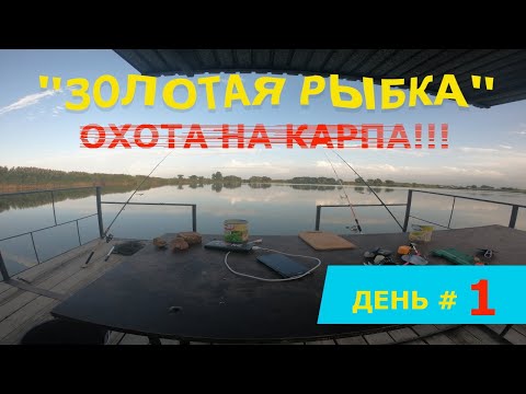 Видео: РЫБАЛКА  "ОХОТА НА КАРПА!!!" ДЕНЬ #1  ПЛАТНИК "ЗОЛОТАЯ РЫБКА". ИЩУ ПОДХОДЫ. НЕУДАЧА))