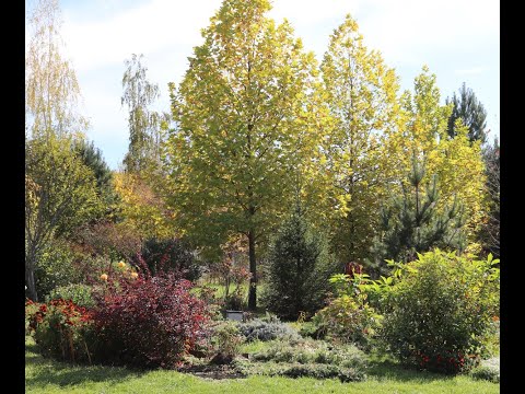 Видео: Осень на поместье Писаревых в Ведруссии.