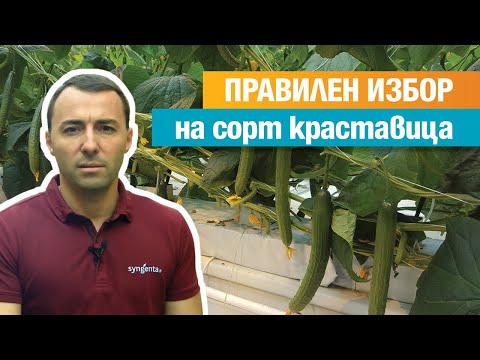 Видео: Правилен избор на сорт краставица