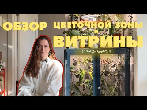 Видео: ОБЗОР витрины с растениями / любимый цветочный уголок