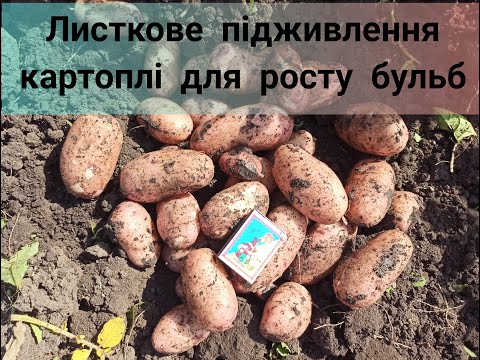 Видео: Листкове підживлення картоплі для росту бульб