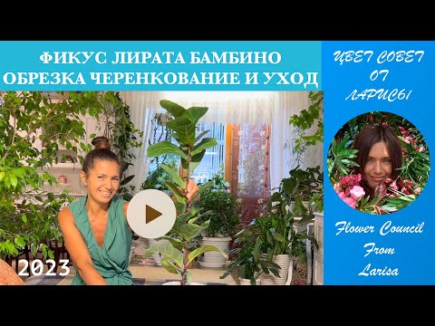 Видео: ФИКУС ЛИРАТА БАМБИНО ОБРЕЗКА ЧЕРЕНКОВАНИЕ И УХОД