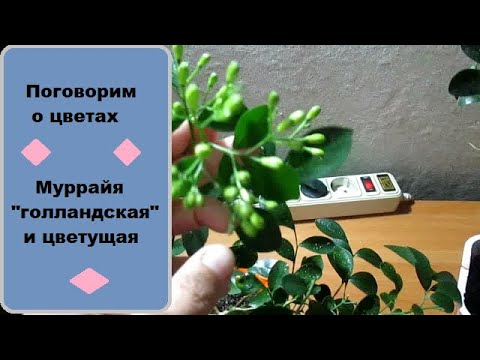 Видео: Поговорим о цветах : муррайя "голландская " и цветущая