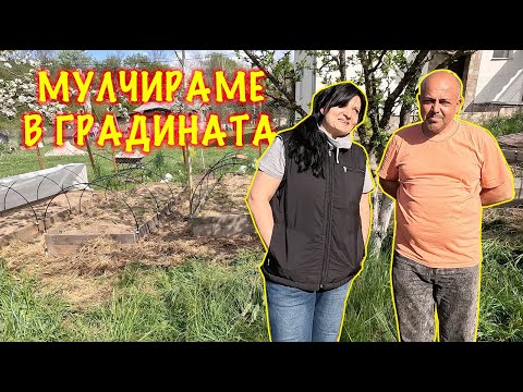 Видео: МУЛЬЧИРОВАНИЕ - как, чем и зачем?