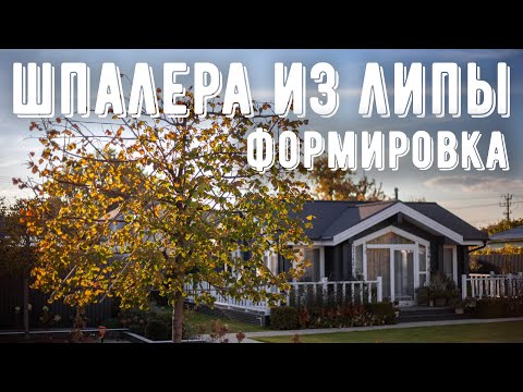 Видео: Обрезка липы. Формирование липы. Уход за липой. Обработка липы от болезней и вредителей