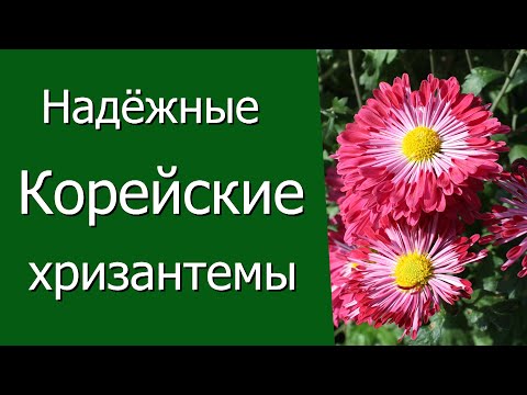 Видео: Надёжные корейские хризантемы