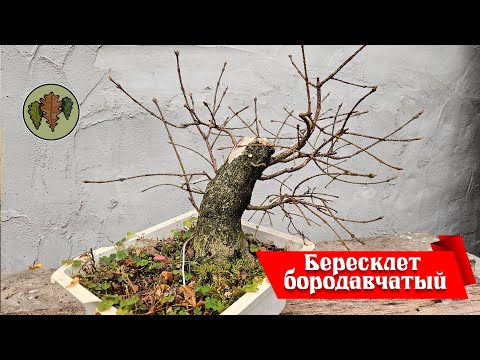 Видео: Бересклет бородавчатый, как будем формировать весной?  @Studio.Bonsai