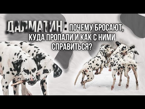 Видео: Далматин: история, характер. Куда пропали и как воспитывать?