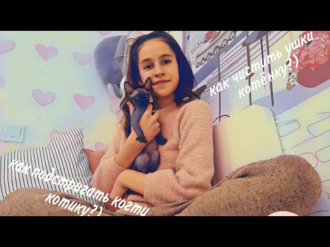 Видео: как правильно чистить ушки и стричь когти кошке?/ как ухаживать за сфинксом?/