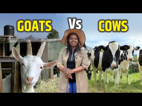Видео: Козы против коров | Что прибыльнее?