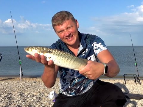 Видео: Ловим пеленгаса