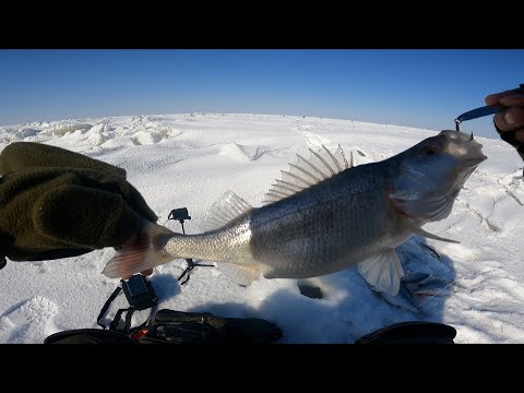 Видео: ЛОВЛЯ БЕЛОГО ОКУНЯ на  ОЗЕРЕ АЛАКОЛЬ . Зимняя РЫБАЛКА