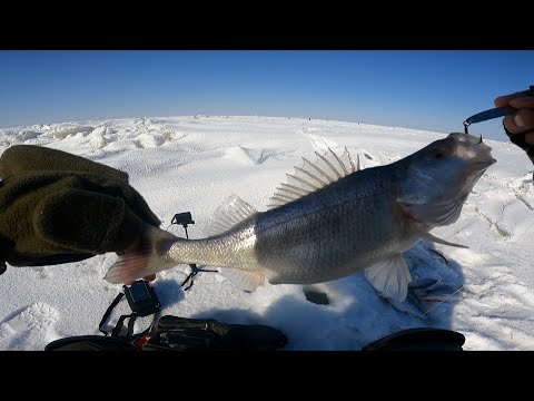 Видео: ЛОВЛЯ БЕЛОГО ОКУНЯ на  ОЗЕРЕ АЛАКОЛЬ . Зимняя РЫБАЛКА 06.03.2024 г