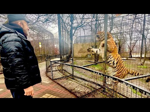 Видео: Новый тигр из подтопленного зоопарка ТАК ПРЫГНУЛ на Влада,что у него чуть новый инфаркт не случился!