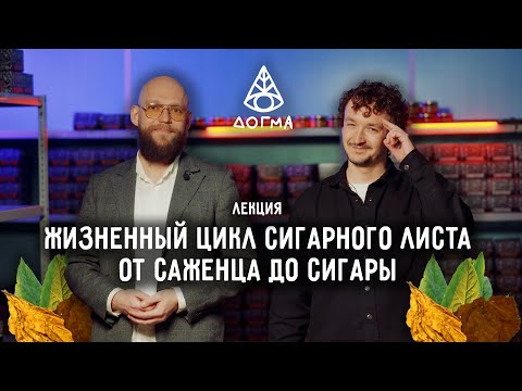 Видео: Жизненный цикл сигарного листа: от саженца до сигары. Лекция от Догмы и Фила