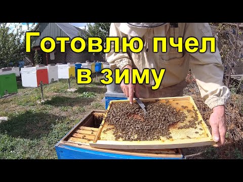 Видео: Готовлю пчел в зиму