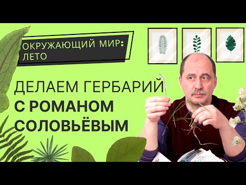 Видео: Как сделать гербарий: как правильно высушить растения? Окружающий мир: лето с РБ.