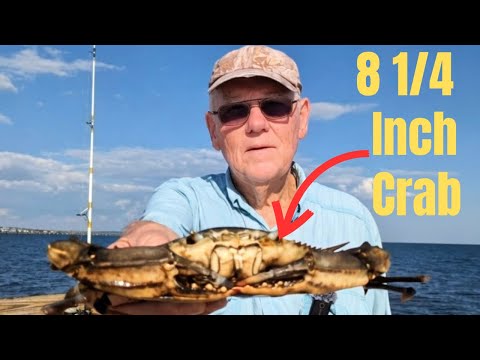 Видео: Синие крабы, это заняло некоторое время