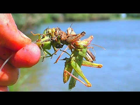 Видео: ВОТ ЭТО РЫБАЛКА - МЕЧТА. ЛЕТНИЙ ЖОР. РЫБНОЕ АССОРТИ. Рыбалка на закидушки. Ловля сома на саранчу.