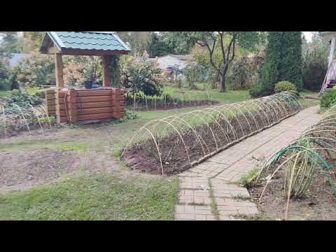 Видео: Дуги расставлены, розы к укрытию готовы. Ленинградская область.