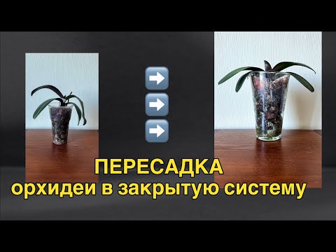 Видео: Пересадка и результаты, подростки и их корни, лето и стримы!😘🔥🌸