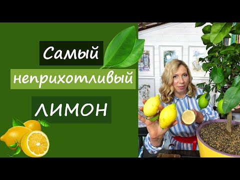 Видео: Этот лимон сможет вырастить каждый