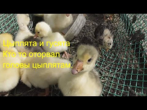 Видео: Цыплята и гусята. Кто-то оторвал голову цыплятам.