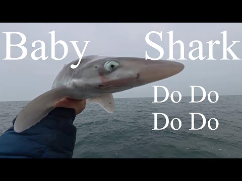 Видео: Детеныш акулы До-Ду-До - Охота на щуку в бухте Треарддур