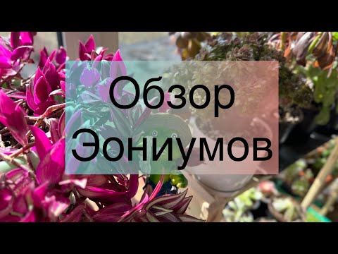 Видео: Обзор полочек с эониумами. #aeonium #суккуленты