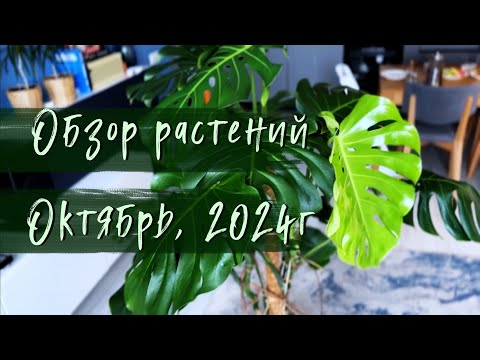 Видео: Обзор комнатных растений. Октябрь, 2024г