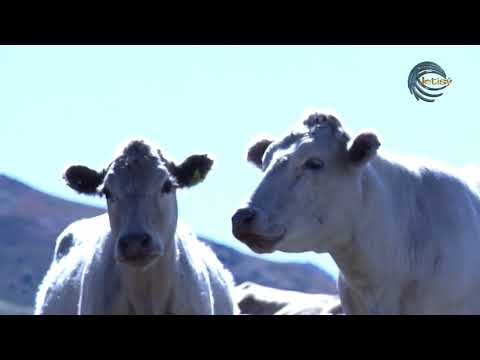 Видео: ЖАЙЫЛЫМНЫҢ ТАПШЫЛЫҒЫНАН ҚЫСЫЛҒАН ҚОЖАЛЫҚ / КЕРБҰЛАҚ АУДАНЫ / ЕЛ мен ЖЕР / 15.09.2023