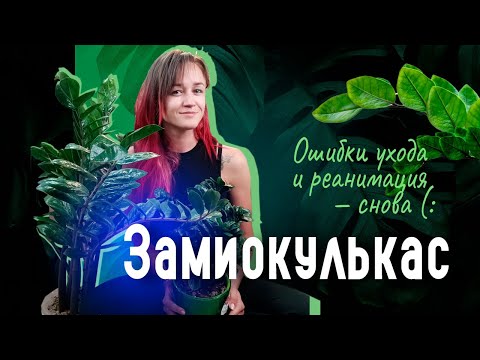 Видео: ОШИБКИ, которые УБЬЮТ Замиокулькас. Снова реанимация